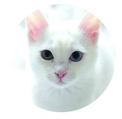 Adesivo per Freestyle Libre White cat